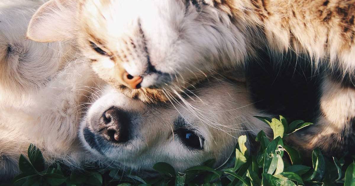 Dyreportal.dk er en god online platform til handel med kæledyr